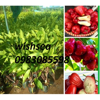 Cây roi đỏ thái