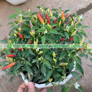 |CAYBONMUA.VN|  Cây Ớt Ngũ Sắc [Chậu Treo Trắng] Cao 30cm - 40cm