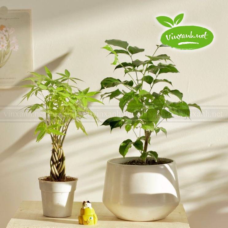 Chậu để bàn đường kính 6cm 9cm 12cm