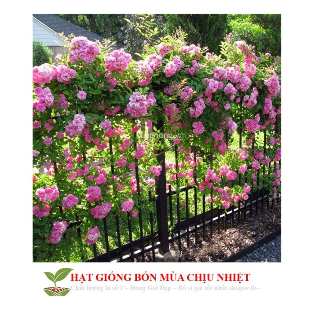 GÓI 20 HẠT GIỐNG HOA HỒNG LEO PHÁP tặng kèm 1 gói kích thích nảy mầm 20 Hạt giống hoa Hồng leo Pháp mix