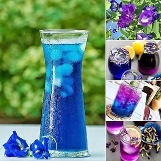 HOA ĐẬU BIẾC date 2024