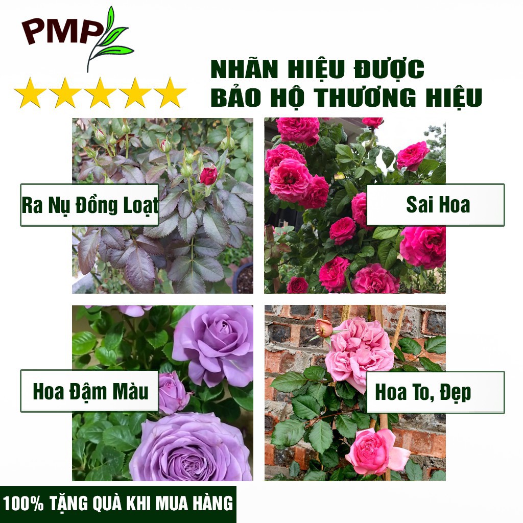 Combo Siêu Phân Bón SOYMIC &amp; Dịch Chuối Humic PMP Vi Sinh Chuyên Dùng Cho Hoa Hồng, Rau Sạch