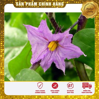 Hạt giống Cà Tím Dài ( 2 gram) ( Hạt giống rau )