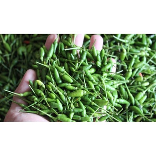 Hạt giống ớt hiểm.