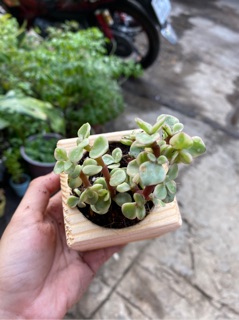 CHẬU GỖ SEN ĐÁ ĐÔ LA