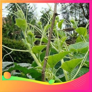 [TOP] Hạt Giống Bí Siêu Ngọn Mập - 10 gram [ Tặng Kèm 1 Viên Nén Xơ Dừa ] VIETGAR