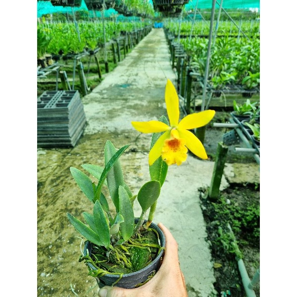 Hoa lan brass hiden gold