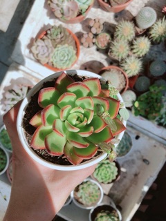 Sen đá size lớn ( được chọn mẫu)