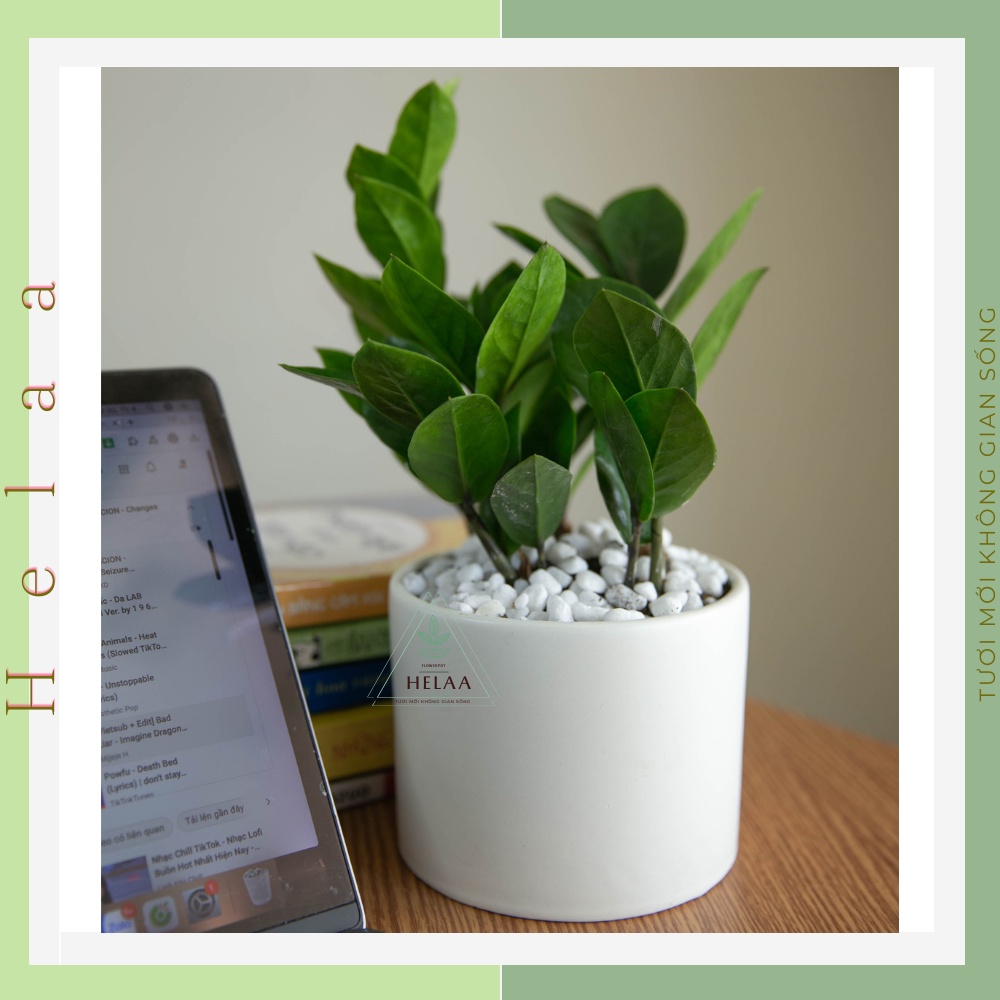 Chậu Sứ Trồng Cây Hình Trụ Để Bàn, Chậu Trồng Sen Đá, Xương Rồng, Trang Trí Bàn Làm Việc Văn Phòng
