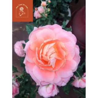 Hoa hồng ngoại Heaven On Earth Rose Vẻ Đẹp sang trọng quý phái của cô gái đôi mươi-HoaTuoiMeLinh