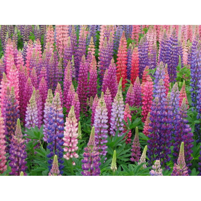Hạt giống Hoa Đậu thơm LUPIN nhiều màu - Gói 1 gram