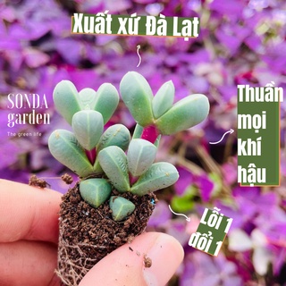 Sen đá tim SONDA GARDEN size mini 2.5-4cm, cây cảnh trang trí nhà cửa