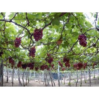 Cây nho Ninh Thuận ghép 2 tháng
