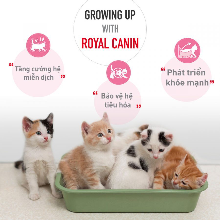 [Mã 229FMCGSALE giảm 8% đơn 500K] 2kg,THỨC ĂN CHO MÈO ROYAL CANIN KITTEN Dành cho mèo con từ 4 - 12 tháng tuổi