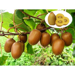 CÂY GIỐNG KIWI LEO GIÀN RUỘT VÀNG  DÒNG QUẢ SỚM, CAM KẾT CHUẨN GIỐNG F1
