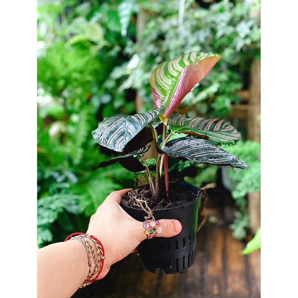 Cây Calathea ornata Sanderiana (Đuôi Công Đen, Hắc Công Vỹ) chậu nhựa