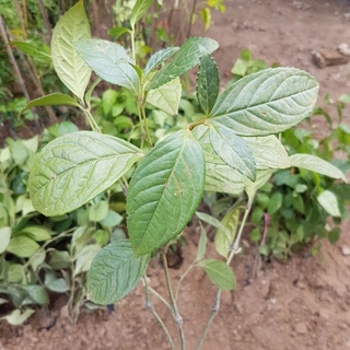 💙Hoa sói pha trà 💥🌺💥MUA 1 TẶNG 1 💥🌺💥 Cây ươm sẵn trong bầu