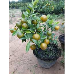 Cây Quất Cảnh - H2O SHOP FARM 2021 - Tết Tân Sửu 2021