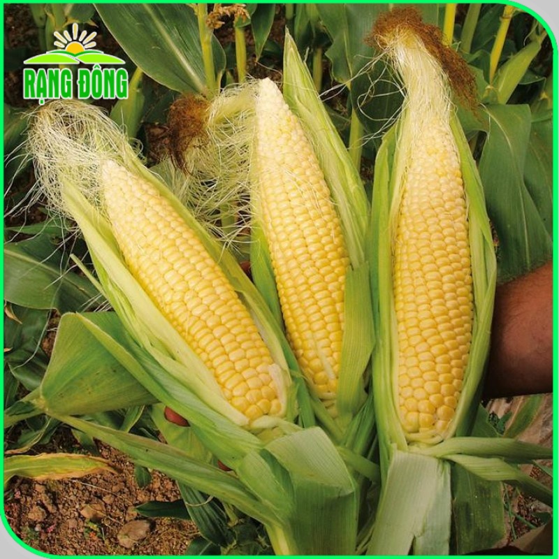 Hạt giống Bắp Sữa Ngọt, ăn sống rất ngon, trồng quanh năm (gói 5gr) - Hạt giống Rạng Đông