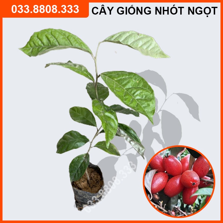 [Chính hãng] CÂY GIỐNG NHÓT NGỌT SIÊU QUẢ SIÊU NĂNG SUẤT