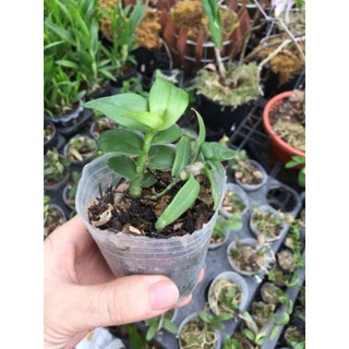 Hoa phong lan giả hạc daklay