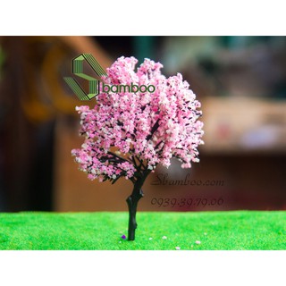 CÂY HOA ANH ĐÀO 14cm
