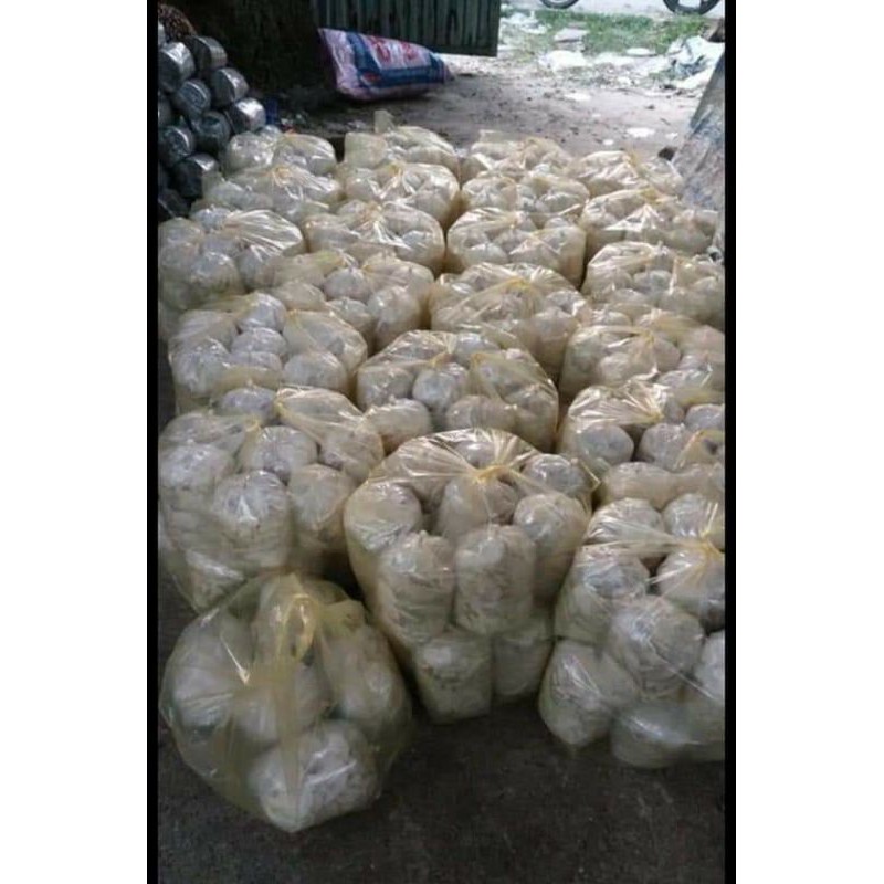 Phôi nấm bào ngư trắng size đại