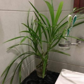 Cây giống lá nếp thơm