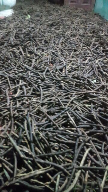 Đậu đen xanh lòng