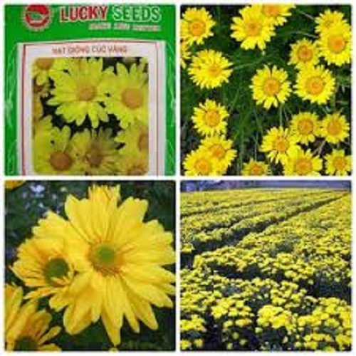 Hạt Giống Hoa Cúc Vàng-LUCKY SEED. Mỗi Túi 50 Hạt