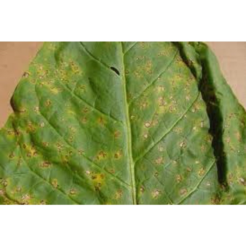 Nano wall- chống thối nhũng, Xử lý vi khuẩn gây hại cây trồng