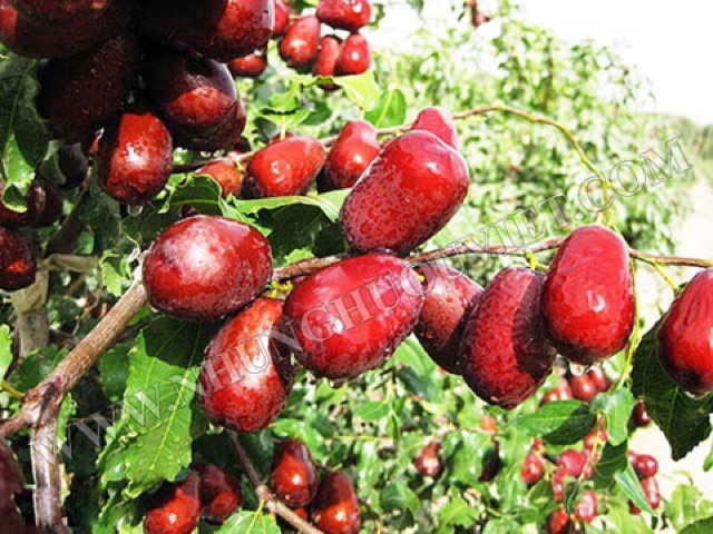 Táo đỏ 500g-1kg