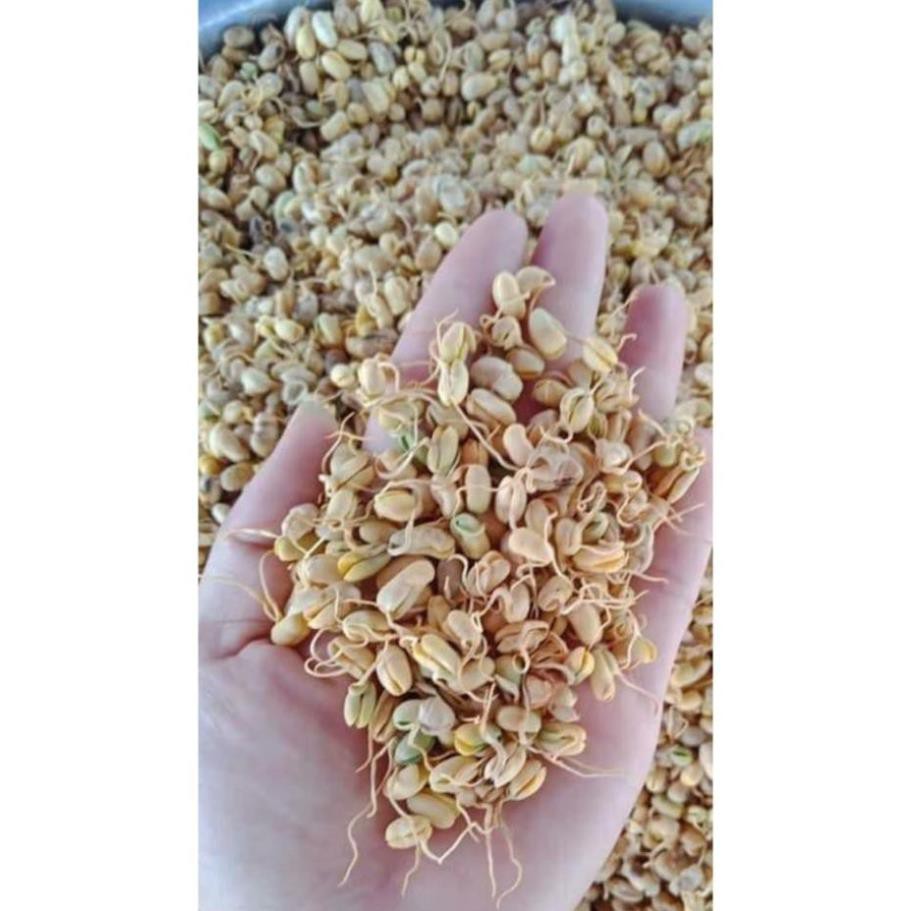 Mầm Đậu Nành Nguyên Xơ Cao Cấp 500g Giúp Tăng Vòng 1 Hiệu Quả | BigBuy360 - bigbuy360.vn