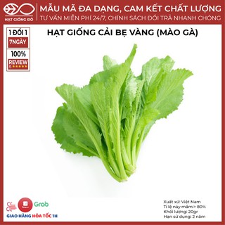 Hạt Giống Cải Bẹ Vàng ( Mào Gà ) (20gr) -  Giống có năng suất cao, khả năng chống bệnh tốt
