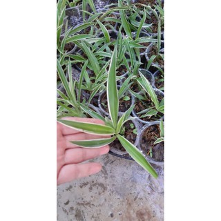 1 cây mạn nhện rễ trần