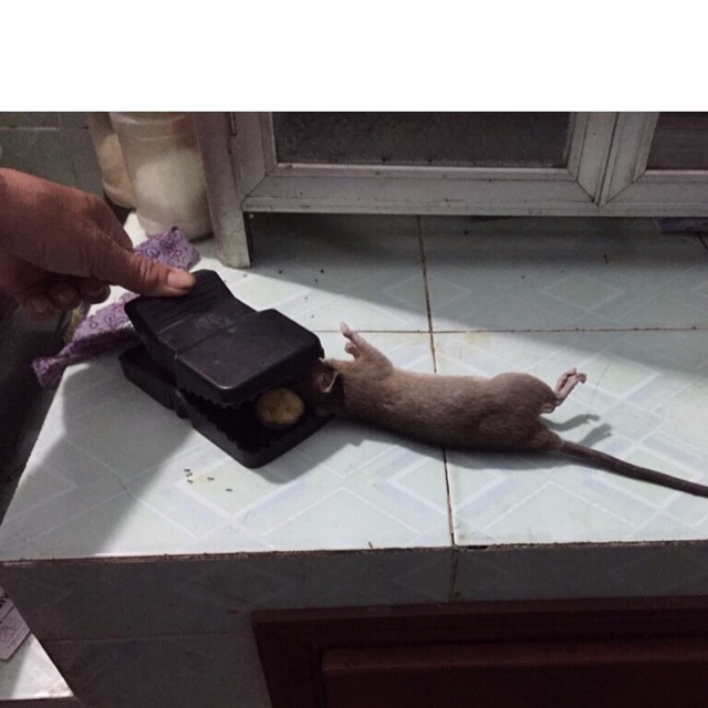Kẹp bẫy chuột, bẫy là dính