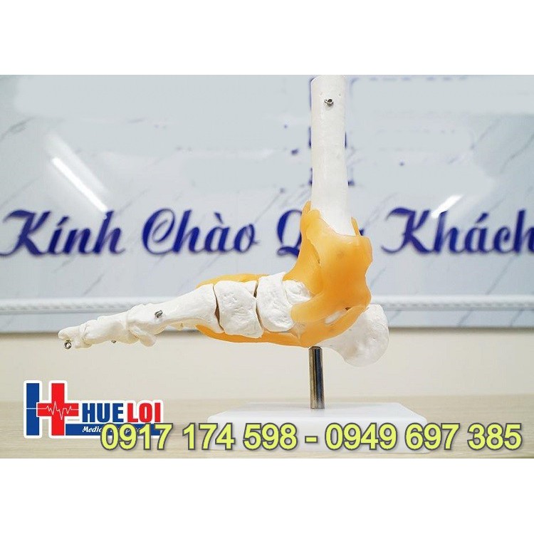 Mô hình giải phẫu khớp cổ chân