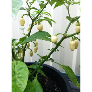 Hạt ớt giống HABANERO WHITE - ViVa House Shop