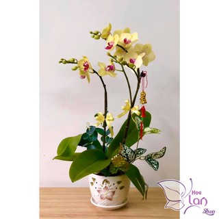 lan hồ điệp sẵn ngồng chơi tết cốc 2.8