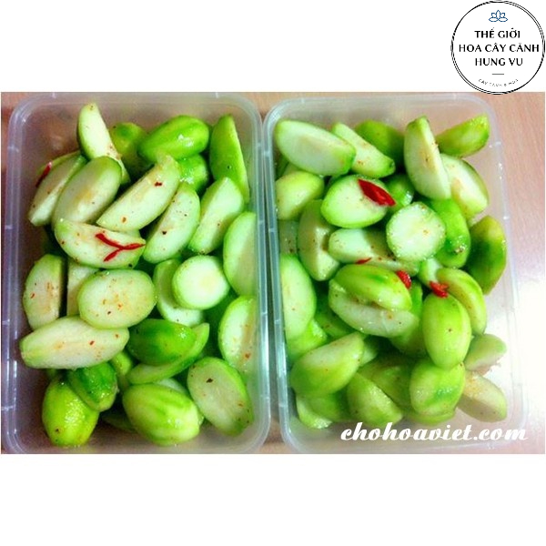 Cây cóc thái đã có hoa - THẾ GIỚI HOA CÂY CẢNH - .