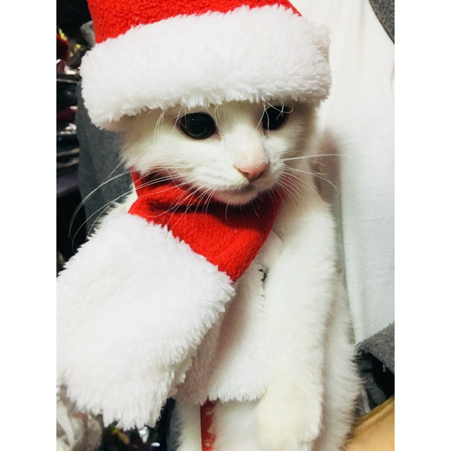 MŨ ĐỘI ĐẦU NOEL GIÁNG SINH CHO CHÓ MÈO NHỎ DƯỚI 8KG