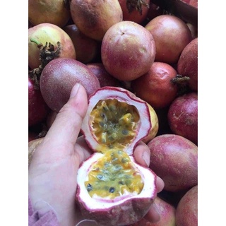 cây giống chanh leo( chanh dây) tím