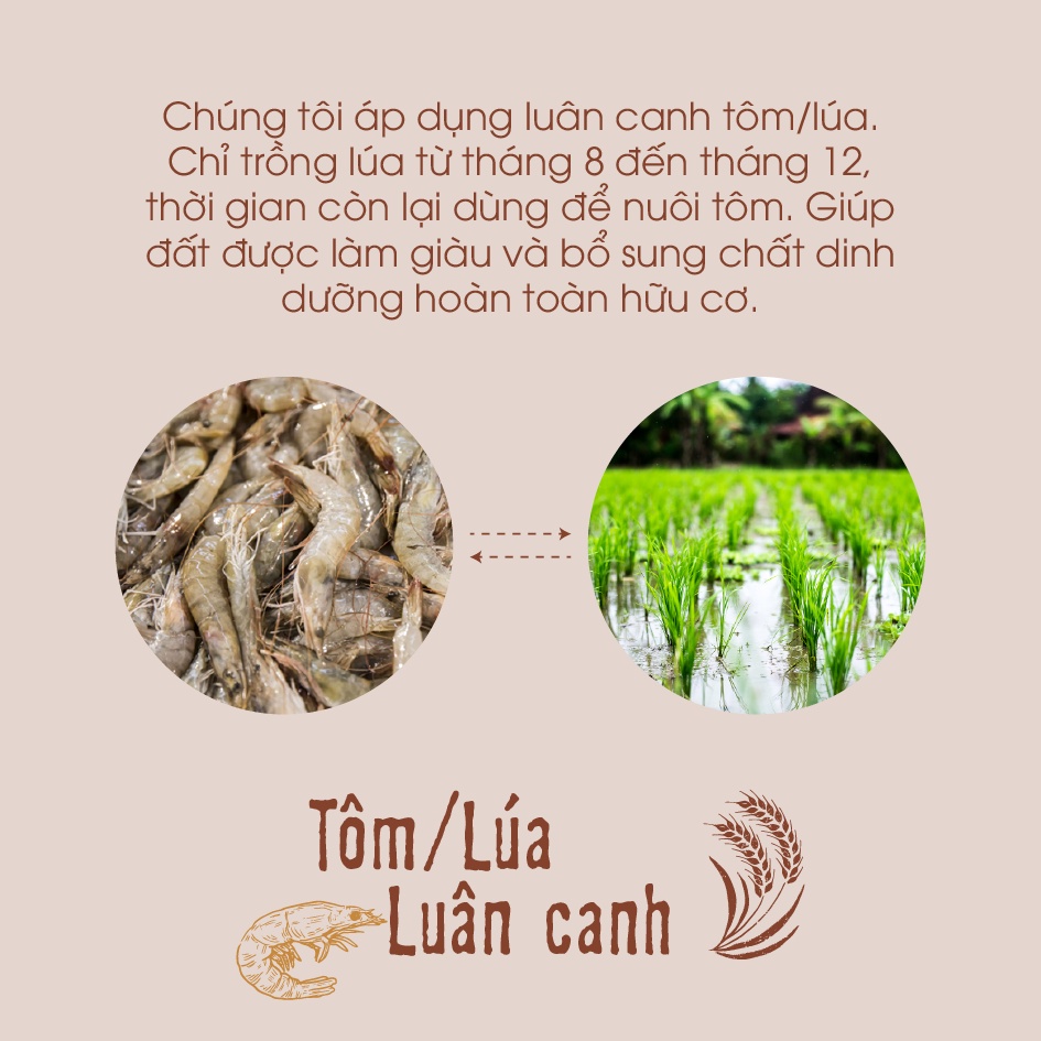 Gạo lứt trắng hữu cơ cao cấp/ECOBA Kim Mễ 1kg