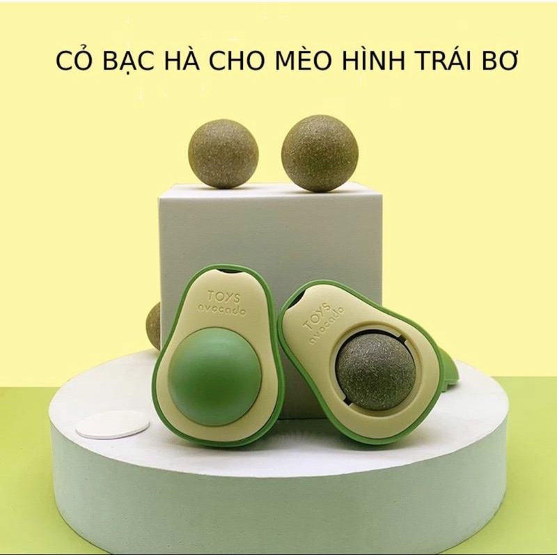 Cỏ mèo Bạc Hà - Trái bơ dán tường