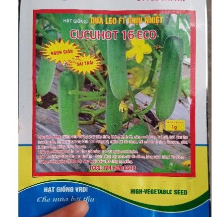 Hạt giống dưa chuột F1 chịu nhiệt