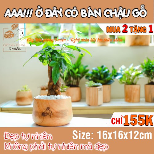 [MUA 2 TẶNG 1] Chậu gỗ tròn được làm từ nghệ nhân gỗ nổi tiếng