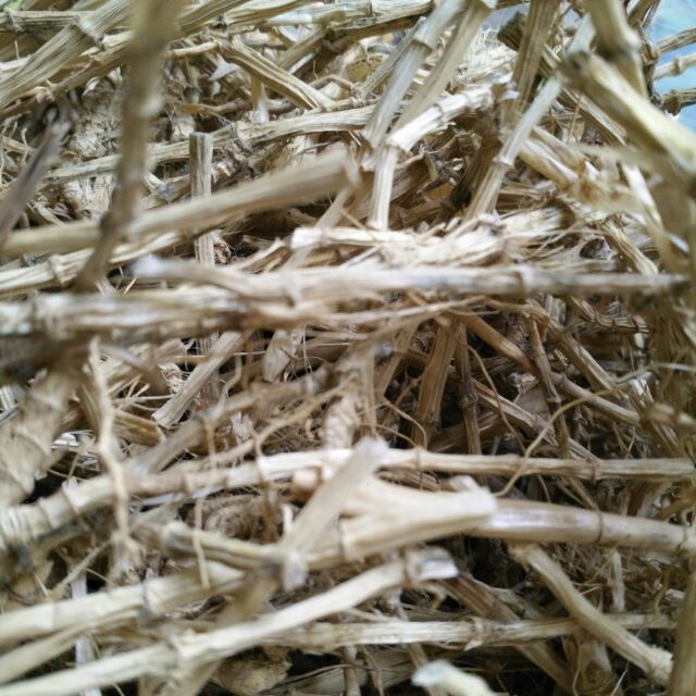 Rễ tranh 0.5kg