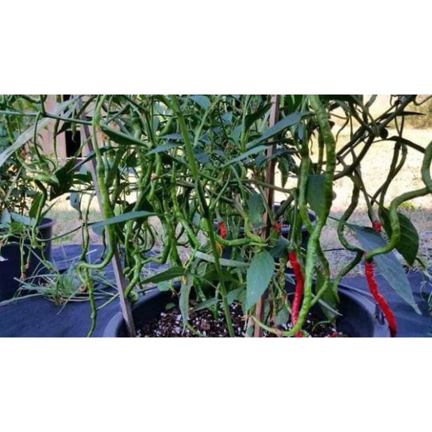 [Big Sale] (200-300 hạt) Hạt giống ớt tóc dài hair pepper chilli)