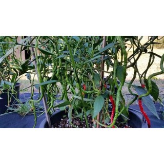 Hạt giống ớt tóc dài hair pepper chilli)