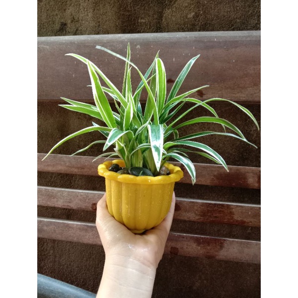 Bụi cây Lan chi/cây dây nhện/ cây mẫu tử kèm chậu